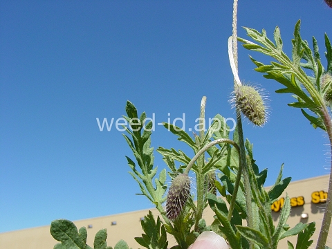 poppy, field